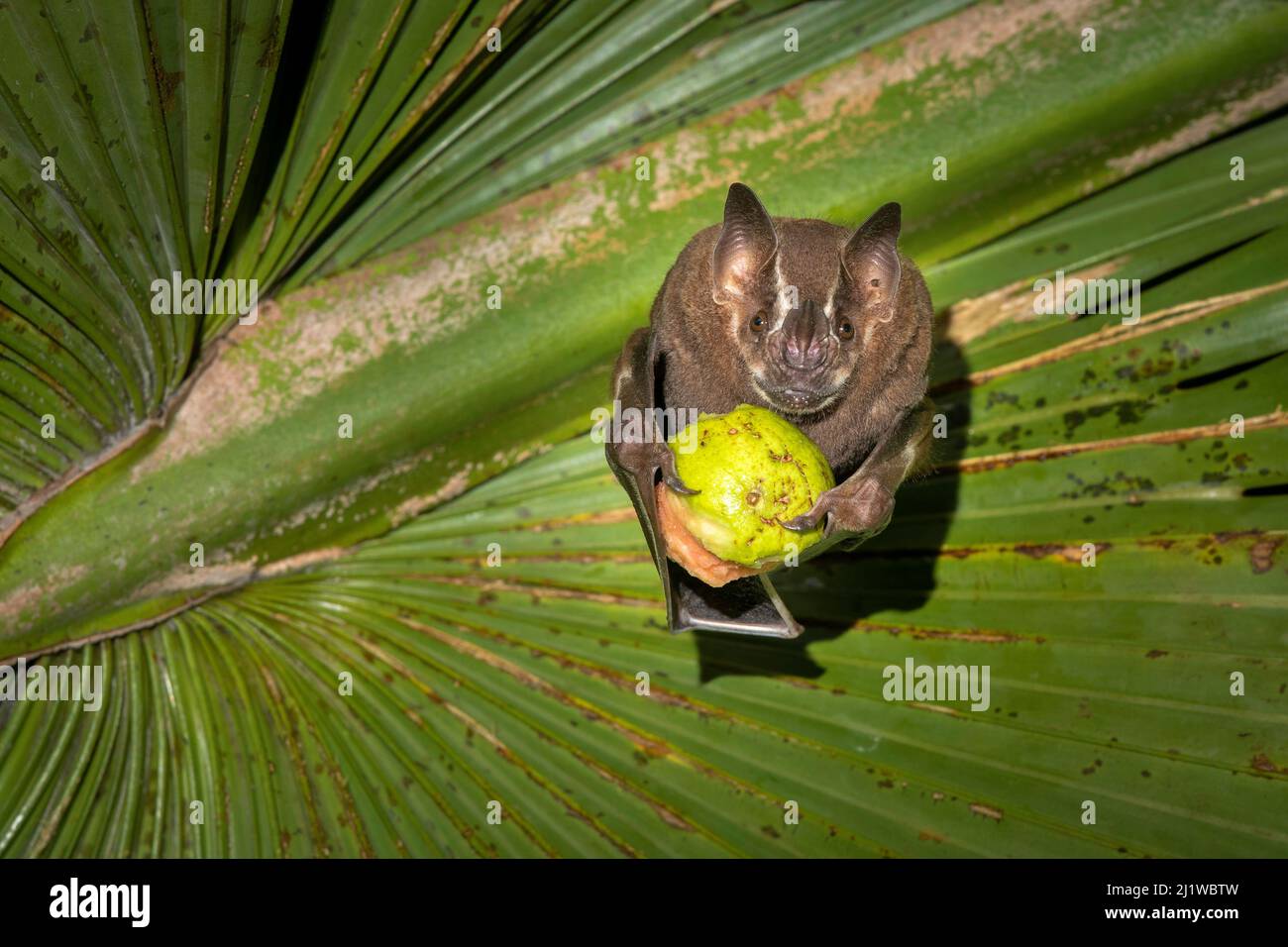 Chauve-souris brune (Uroderma magirostrum) se nourrissant de fruits sous une feuille de palmier, forêt tropicale des basses terres, Costa Rica. Novembre. Banque D'Images