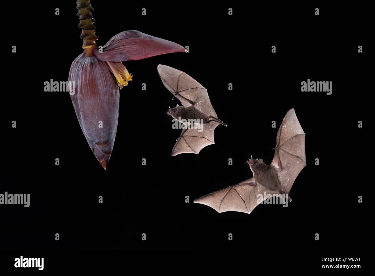 Les chauves-souris de Pallas (Glossaga sophoricina) se nourrissant de fleurs de banane, forêt tropicale des basses terres, Costa Rica. Novembre. Banque D'Images