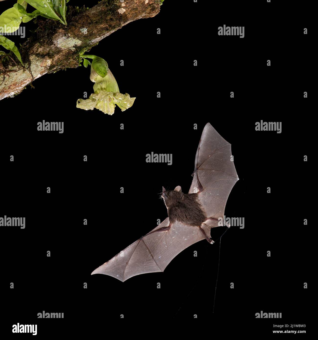 Le Bat long tongué de Pallas (Glossophaga soricina) se nourrissant de la fleur de gourde Calabash (Crescentia cujete) , forêt tropicale des basses terres, Costa Rica. Novembre. Banque D'Images