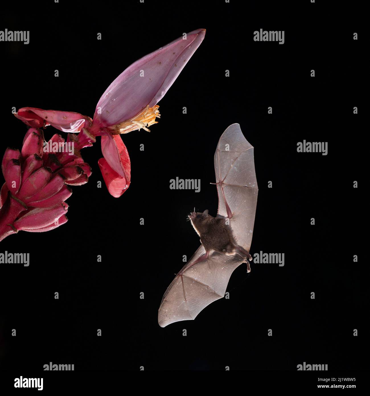 Le Bat long tongué de Pallas (Glossophaga soricina) se nourrissant de la banane à fleurs (Musa ornata), forêt tropicale des basses terres, Costa Rica. Novembre. Banque D'Images