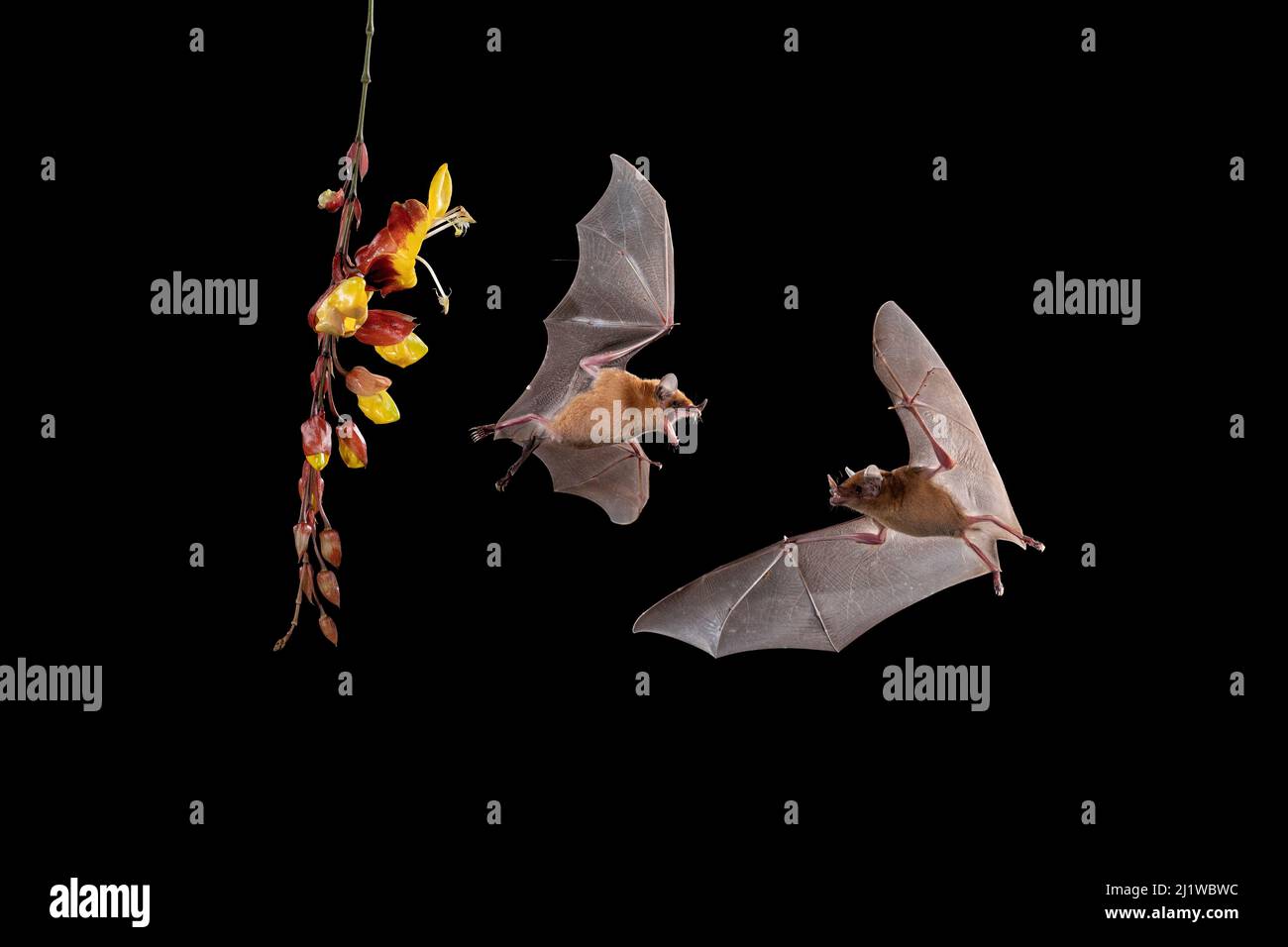 Bat de Nectar d'orange (Lonchophylla robusta), forêt tropicale des basses terres, Costa Rica. Novembre. Banque D'Images