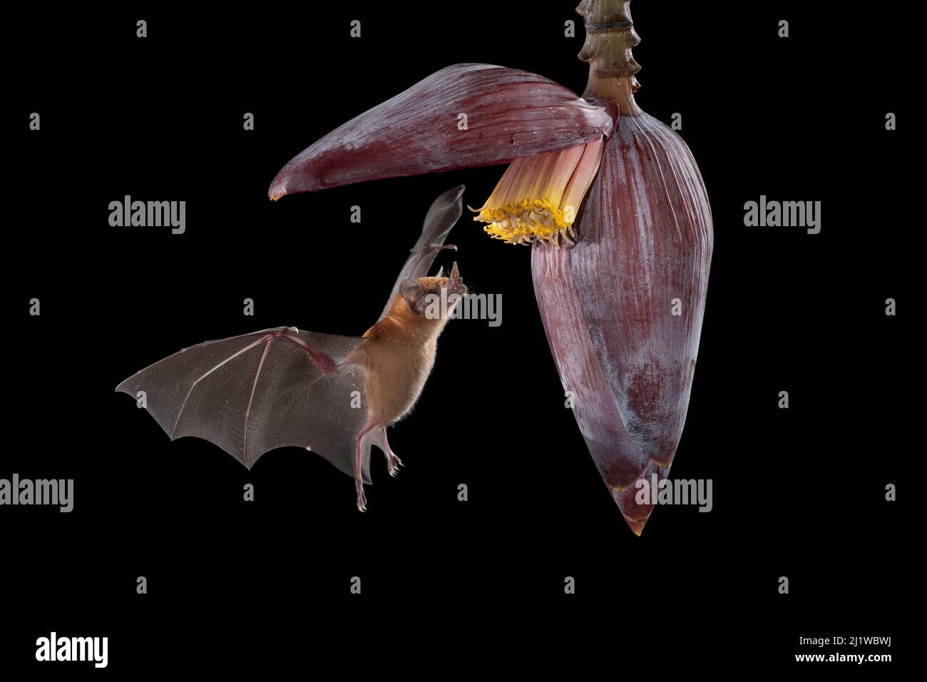 Chauve-souris à nectar d'orange (Lonchophylla robusta) se nourrissant d'une fleur de banane, forêt pluviale des plaines, Costa Rica. Novembre. Banque D'Images