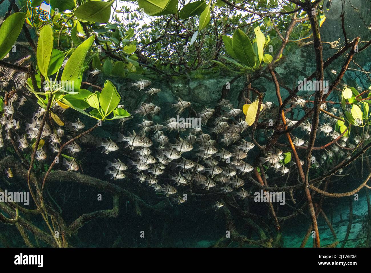 Cardinalfish orbital (Sphaeramia orbicularis) abritant des racines de mangroves (Rhizophora sp.) à Raja Ampat, Papouasie occidentale, Indonésie. Pacifique o Banque D'Images
