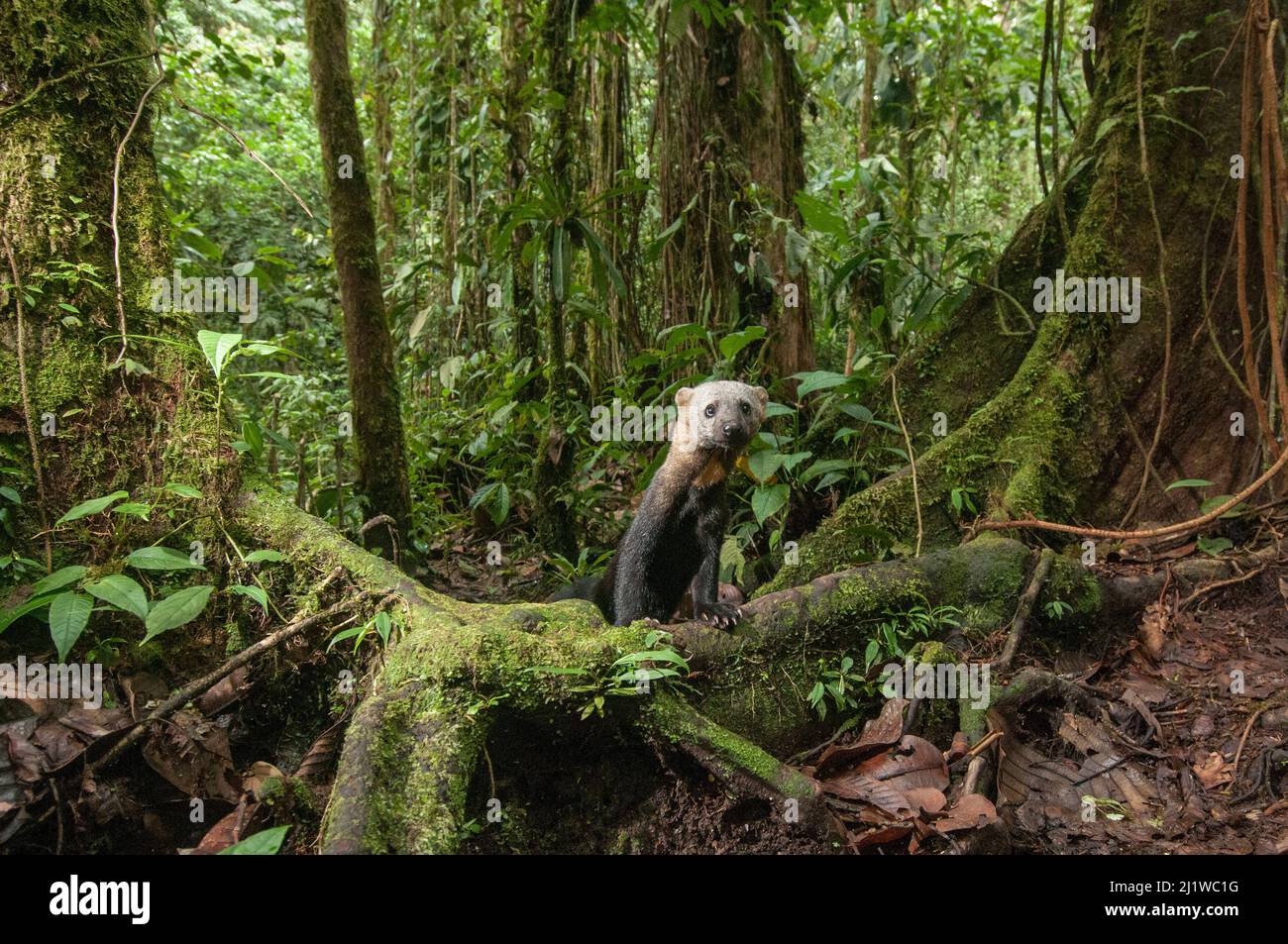 Tarya (Eira barbara) dans la forêt nuageuse, région de Choco, nord-ouest de l'Équateur. Image de recouvrement de la caméra. Banque D'Images