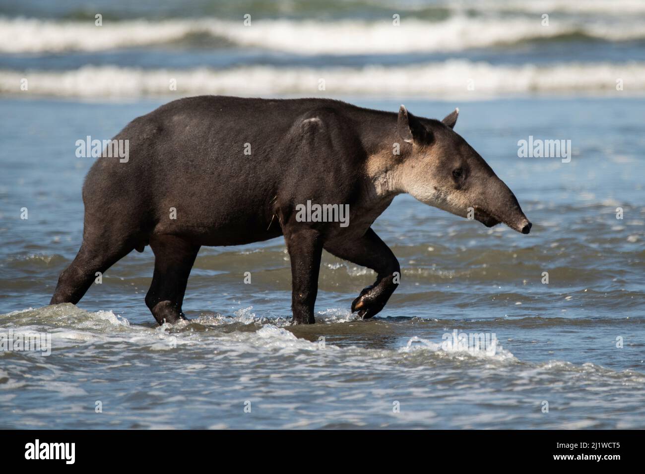 Le tapir de Baird (Tapirus bairdii) marche le long d'une plage dans le parc national du Corcovado, au Costa Rica. En voie de disparition. Banque D'Images