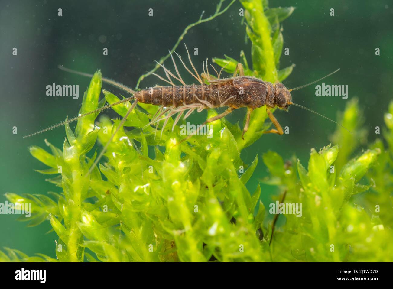 Nymphe de la mouche à volant à griffes (Paraleptophlebia submarginata), Europe, avril, conditions contrôlées Banque D'Images