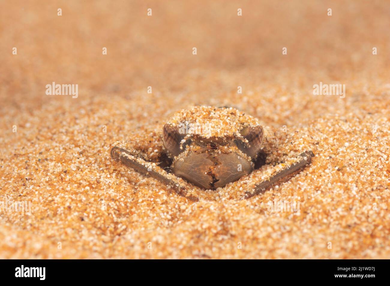 Spiketail libellule nymph (Cordulegaster boltonii) se cachant dans le sable, Europe, avril, conditions contrôlées Banque D'Images