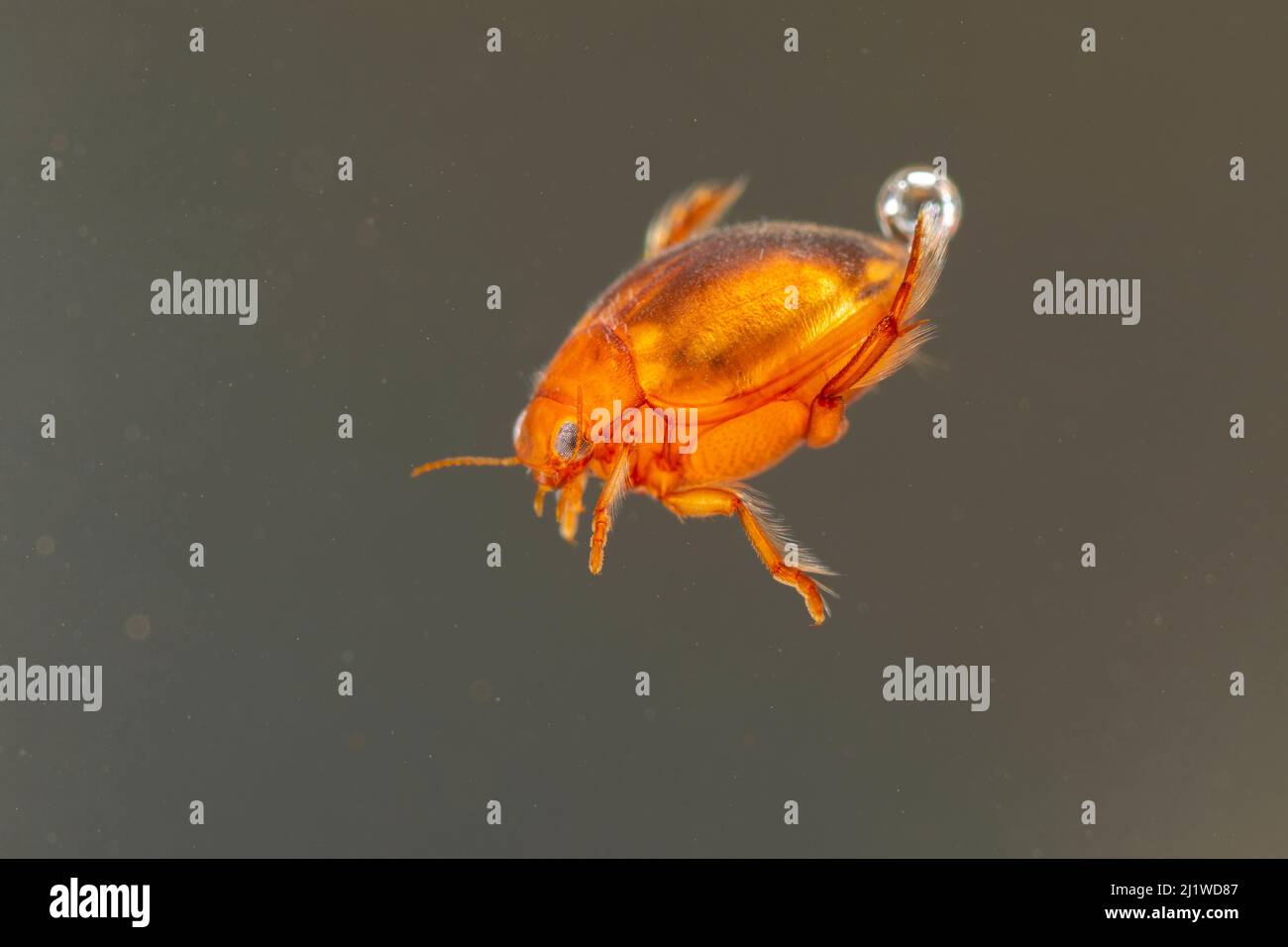 Coléoptère de plongée (Hyphydrus ovatus), Europe, juillet, conditions contrôlées Banque D'Images