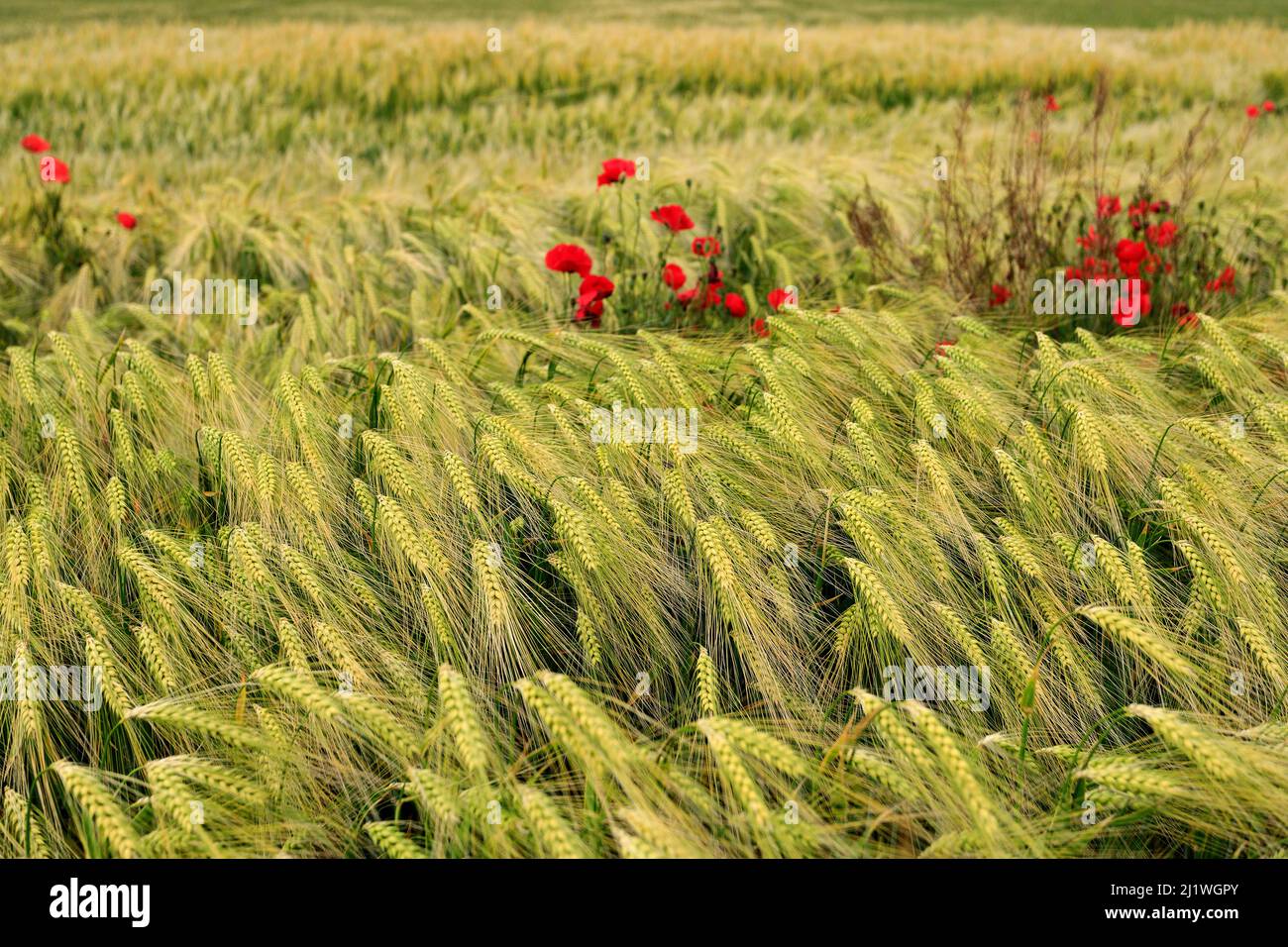 Coquelicots sauvages dans un champ de blé, champ ukrainien. Faible profondeur de champ Banque D'Images
