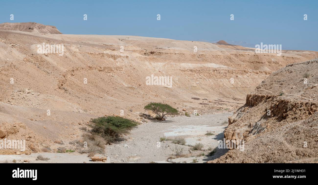 Lone Acacia Tree in the Negev Desert Landscape photographié à Wadi Peres, Un lit de saison dans le désert du Negev de Pâques du Nord, à la frontière sud Banque D'Images