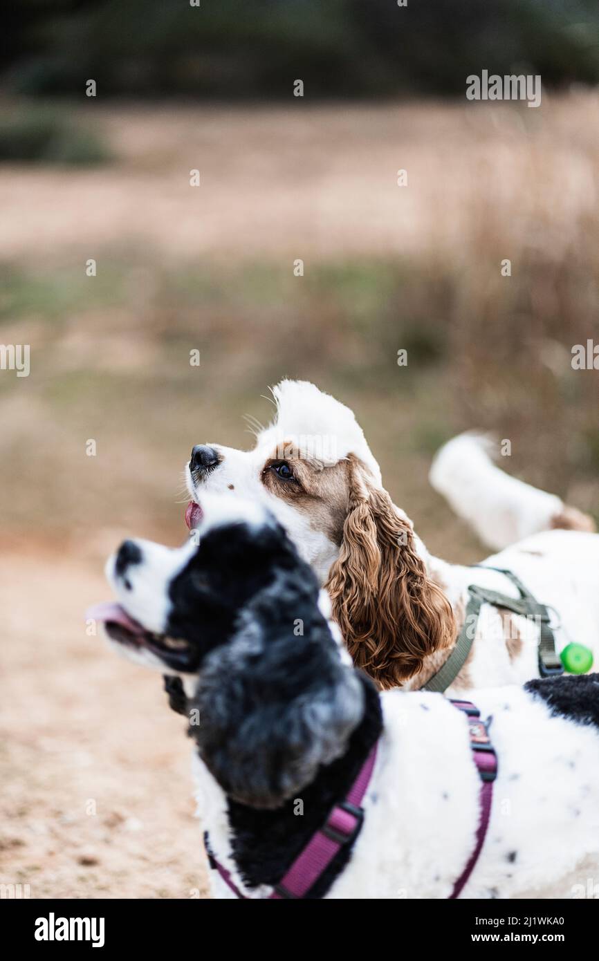 chien chiot et son moming et profiter de l'extérieur. promenade quotidienne. Noir et marron Cocker spaniel américain Banque D'Images