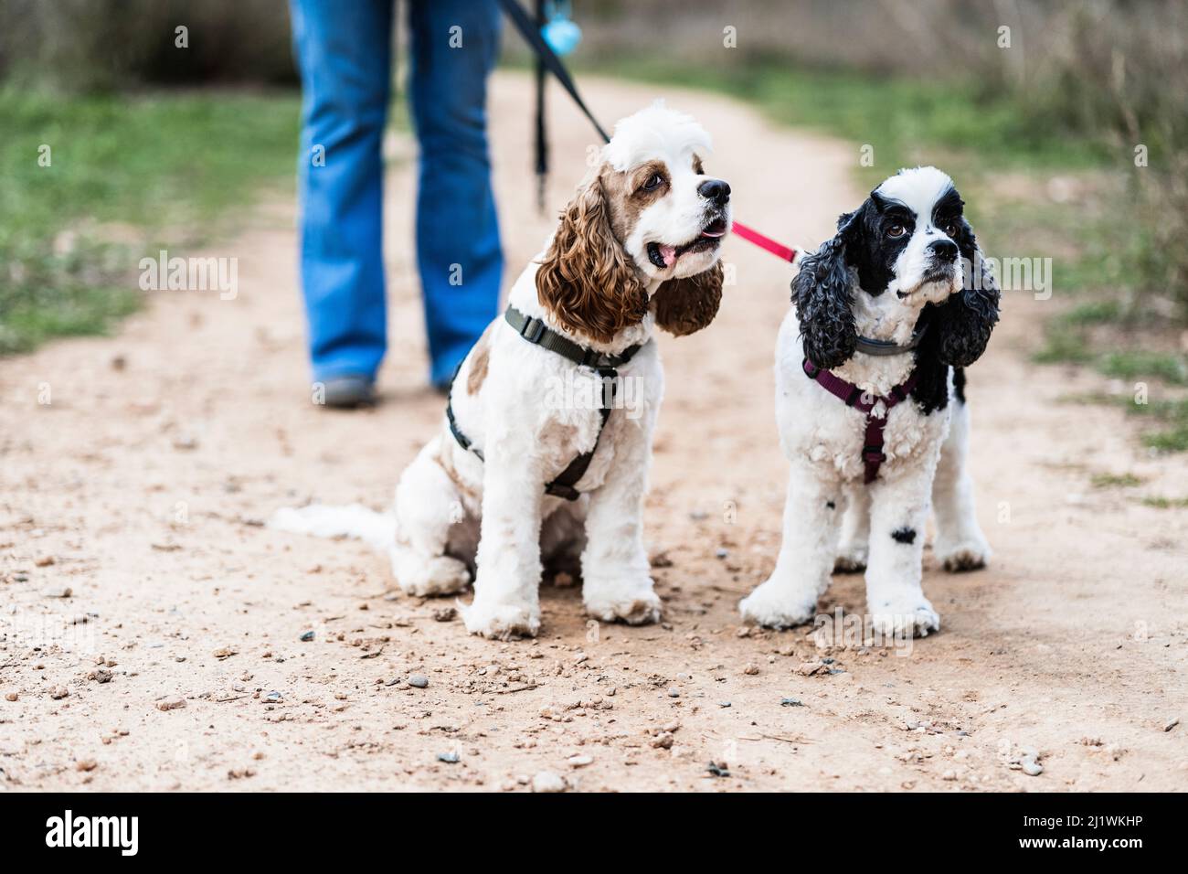 chien chiot et son moming et profiter de l'extérieur. promenade quotidienne. Noir et marron Cocker spaniel américain Banque D'Images
