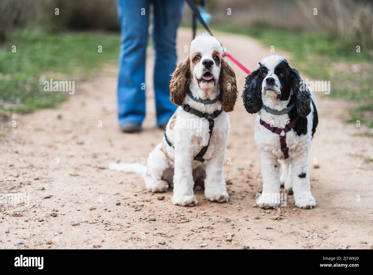 chien chiot et son moming et profiter de l'extérieur. promenade quotidienne. Noir et marron Cocker spaniel américain Banque D'Images