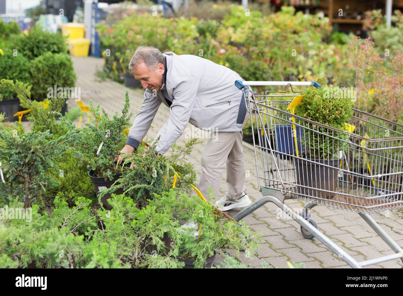 Homme choisissant des semis sur le marché Banque D'Images