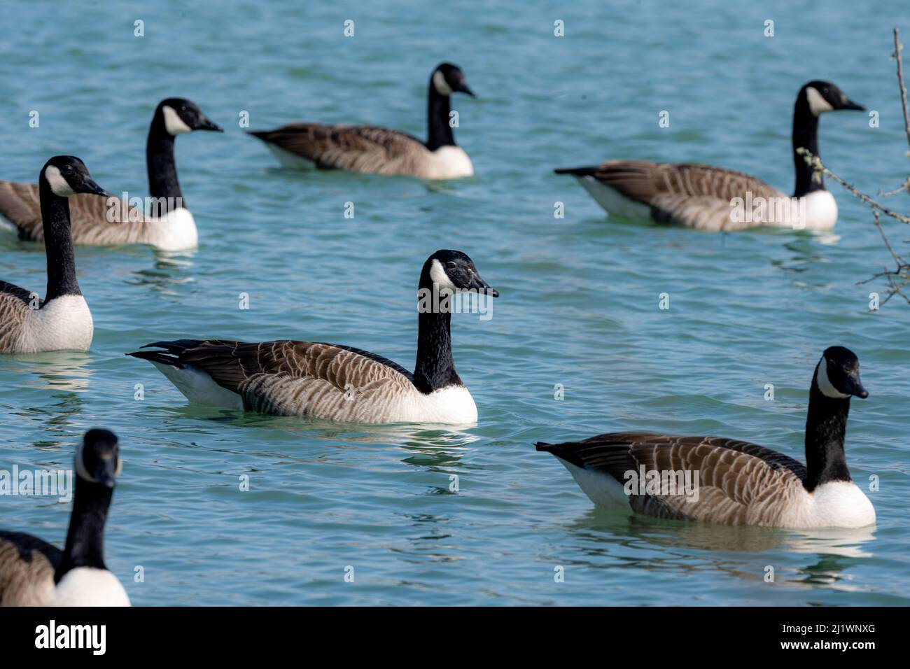 Branta canadensis, Bernache du Canada, Bernache du Canada (Bernache du Canada) sur le lac de la réserve naturelle de la carrière Meeth, Meeth, Devon Banque D'Images