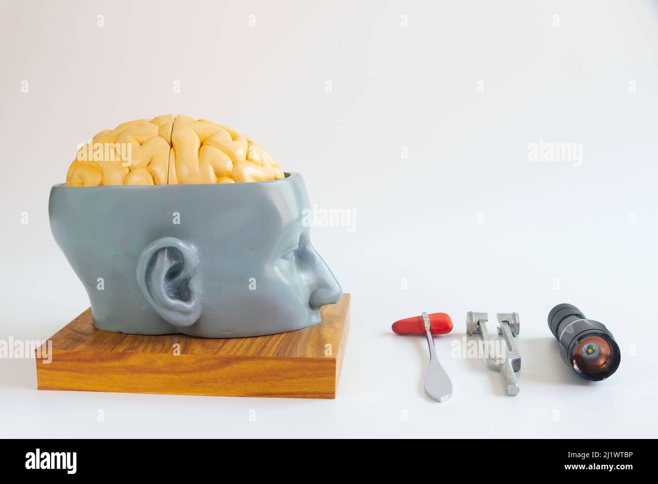 Vision de Sise modèle artificiel de cerveau humain, marteau réflexe, diapason et lampe de poche sur fond blanc. Banque D'Images