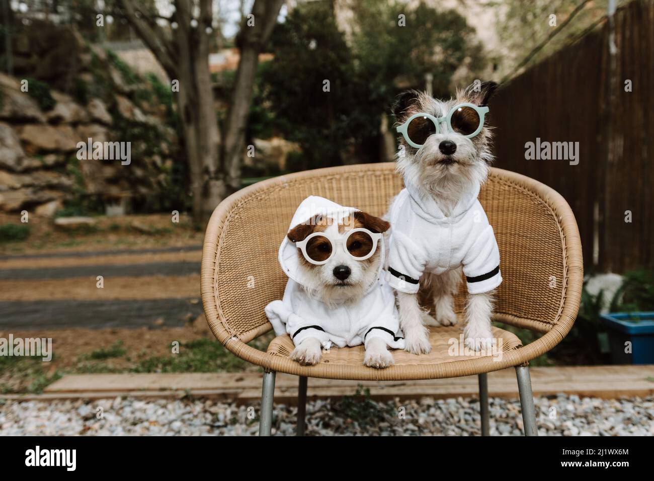 Deux chiens en vacances vêtus de peignoir dans un hôtel. Animaux de compagnie acceptés Banque D'Images