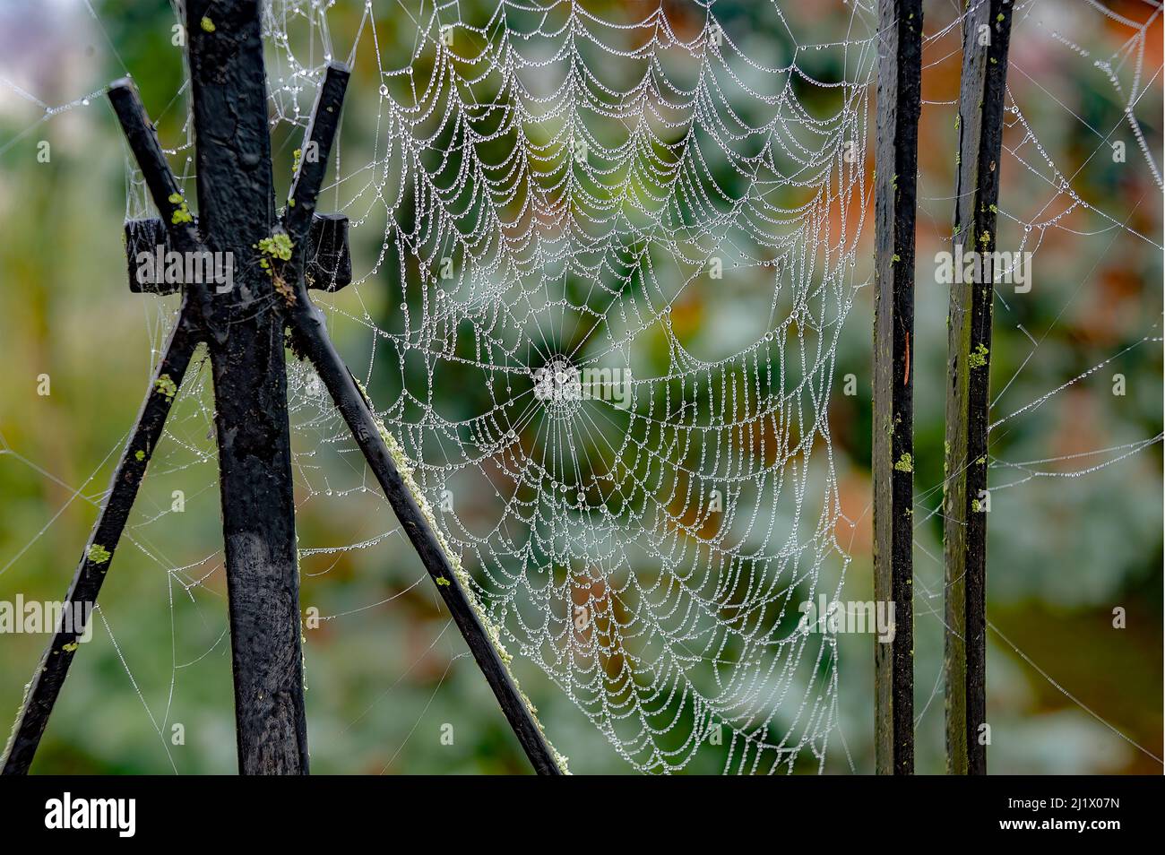 De belles gouttes d'eau s'accrochent sur une toile d'araignée, tout comme le rideau de perles transparentes. Banque D'Images