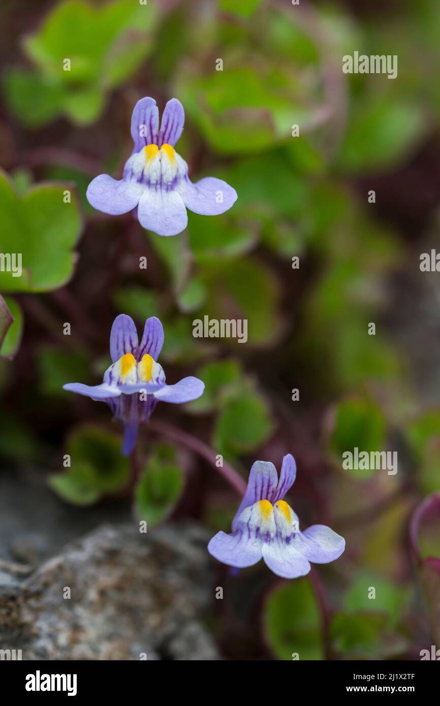 Cymbalaria muralis laqué d'Ivy pousse sur un mur de la tête des Grands Ormes dans le nord du pays de Galles au Royaume-Uni Banque D'Images