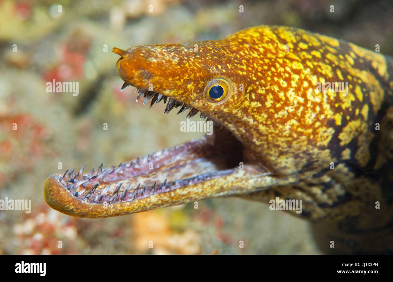 Portrait de Tiger moray (Enchelycore anatina), Ténérife, îles Canaries. Banque D'Images