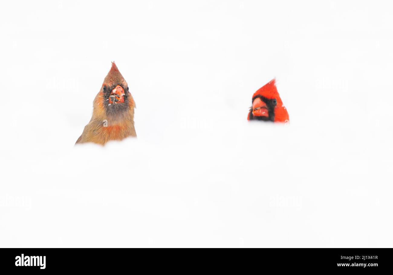 Northern Cardinals (Cardinalis cardinalis) mâle et femelle dans la neige, photographié sous angle bas, Freeville, New York, États-Unis. Avril 2020. Banque D'Images