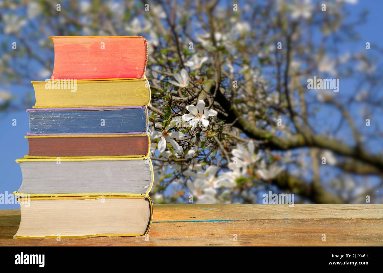 pile de livres avec un magnolia en fleurs floues en arrière-plan, printemps, lecture et détente concept Banque D'Images