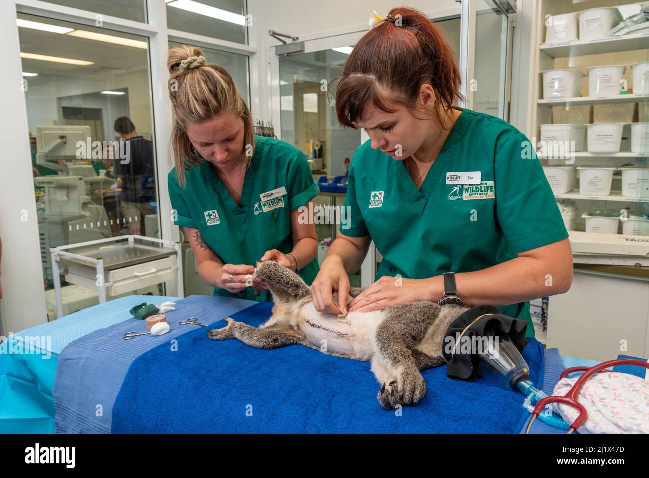 Koala (Phascolarctos cinereus) mâle sous anesthésie. L'infirmière vétérinaire et le vétérinaire remplacent le cathéter IV et vérifient l'état de santé par la suite Banque D'Images
