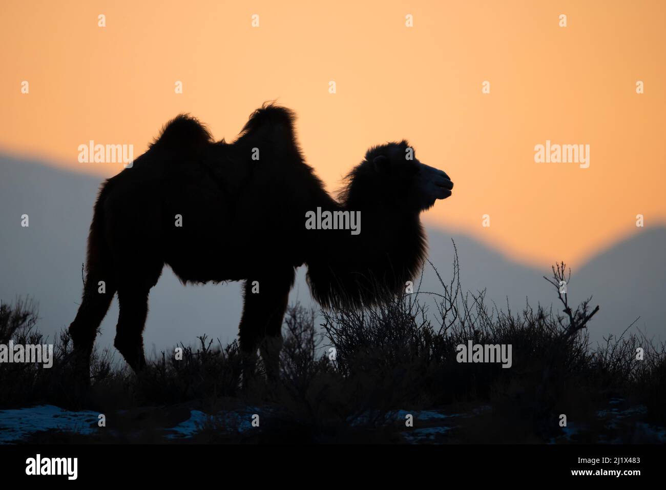 Chameau de Bactrian (Camelus bactrianus) mâle silhoueted au coucher du soleil, vivant dans la nature mais appartenant à un homme de chameau, bassin de Turpan, désert de Gobi, Xinjiang, Banque D'Images