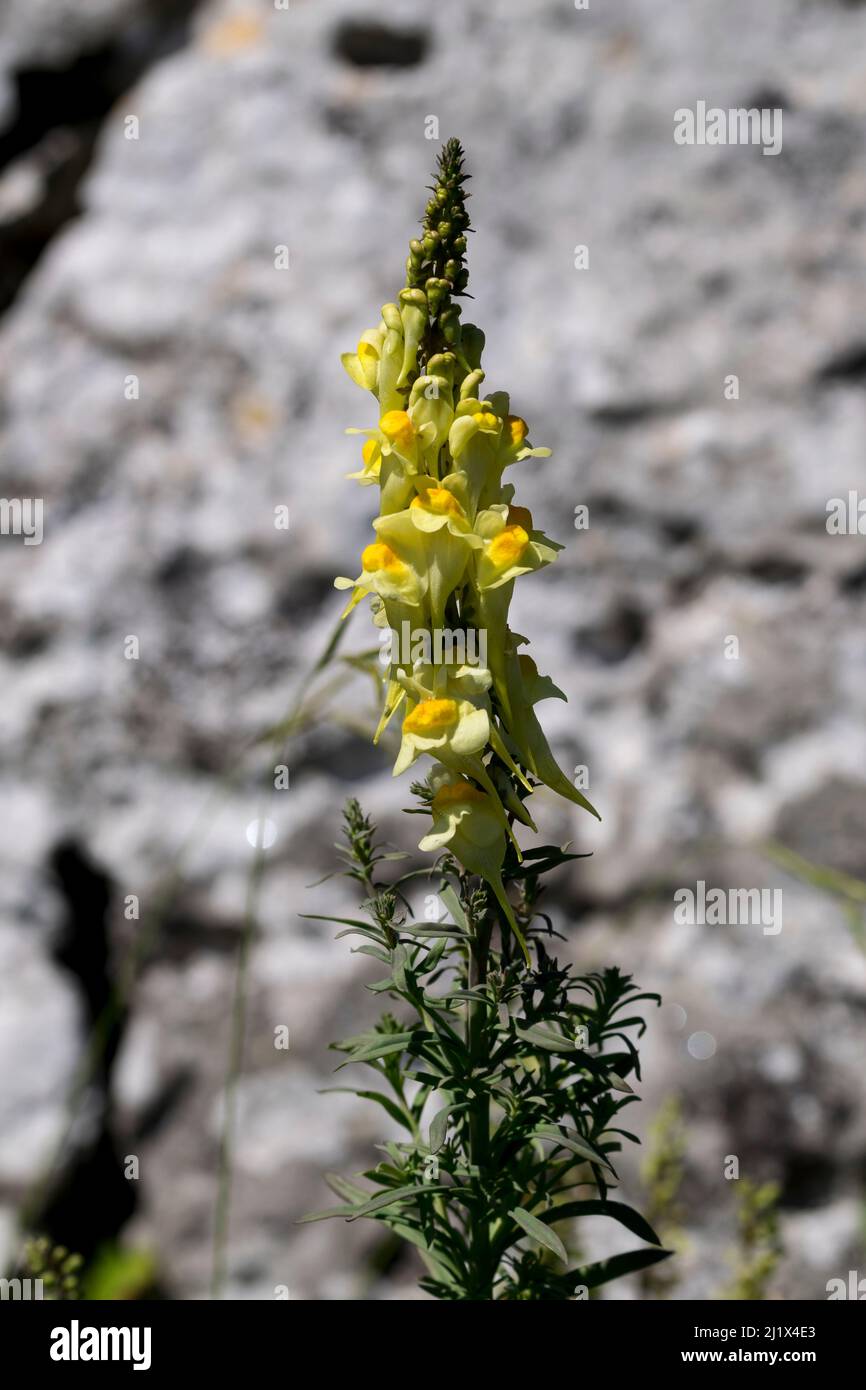Lin de crapaud Linaria vulgaris pousse sur la tête des Grands Ormes au nord du pays de Galles au Royaume-Uni Banque D'Images