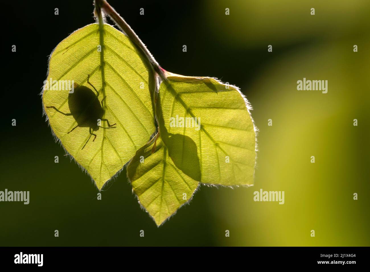 Coccinelle verte (Palomena prasina) silhouettée sur les feuilles de hêtre (Fagus sylvatica), Broxwater, Cornwall, Royaume-Uni. Mai. Banque D'Images