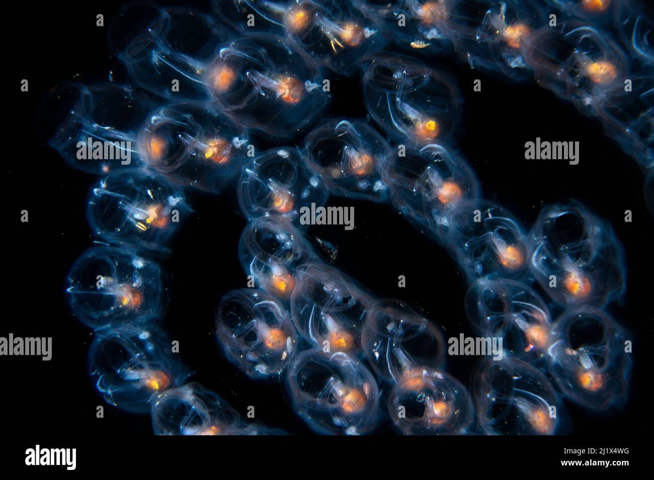 De minuscules crevettes se trouvant dans une colonie de saupes communes (Salpa fusiformis), l'espèce de saupes la plus répandue, baie Balayan, au large d'Anilao, Batangas, Philippines Banque D'Images
