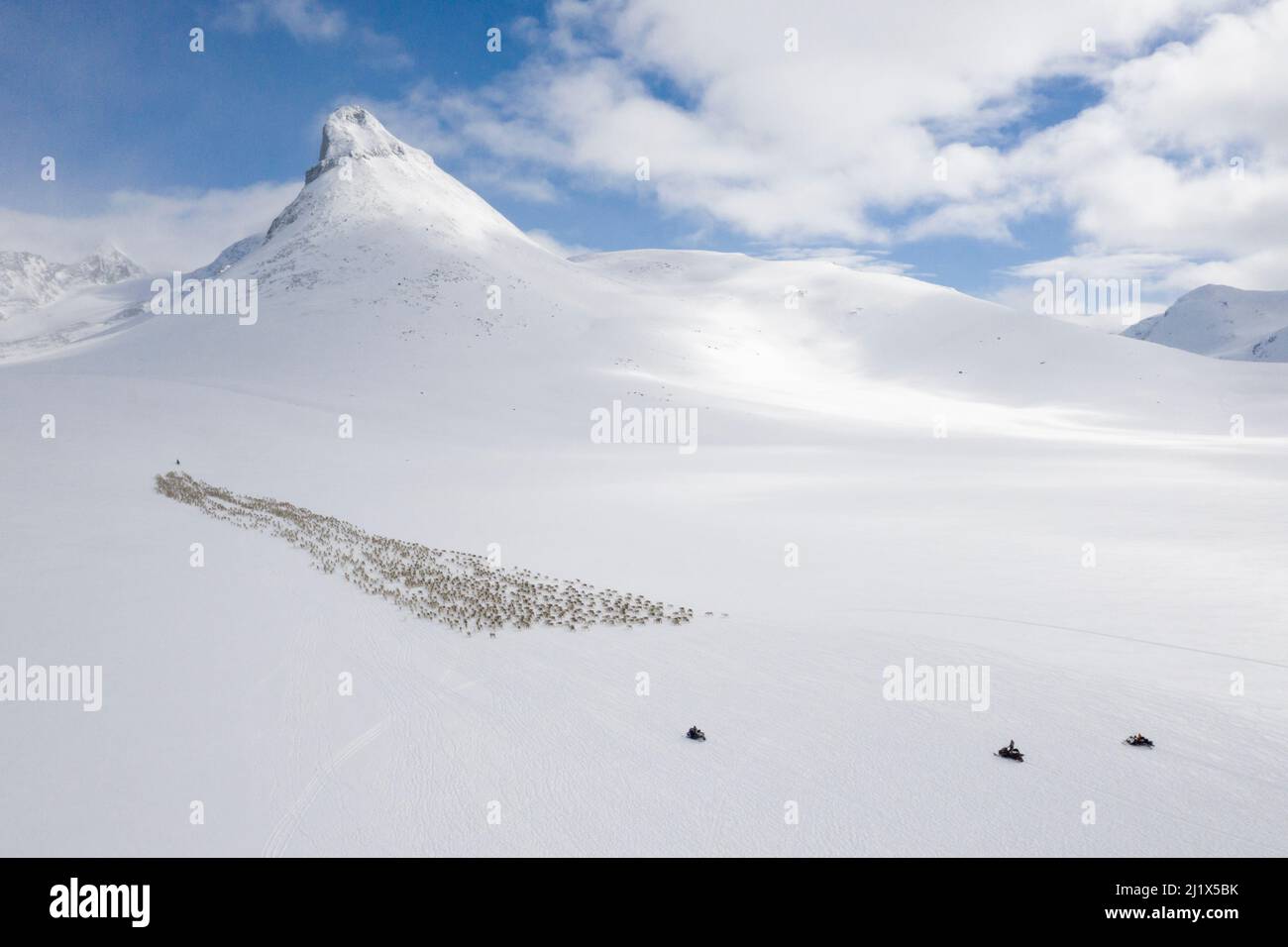 Des éleveurs de rennes déplacent un grand troupeau de rennes semi-domestiques (Rangifer tarandus) avec l'aide de motoneiges, vers les zones de mise en forme des rennes Banque D'Images