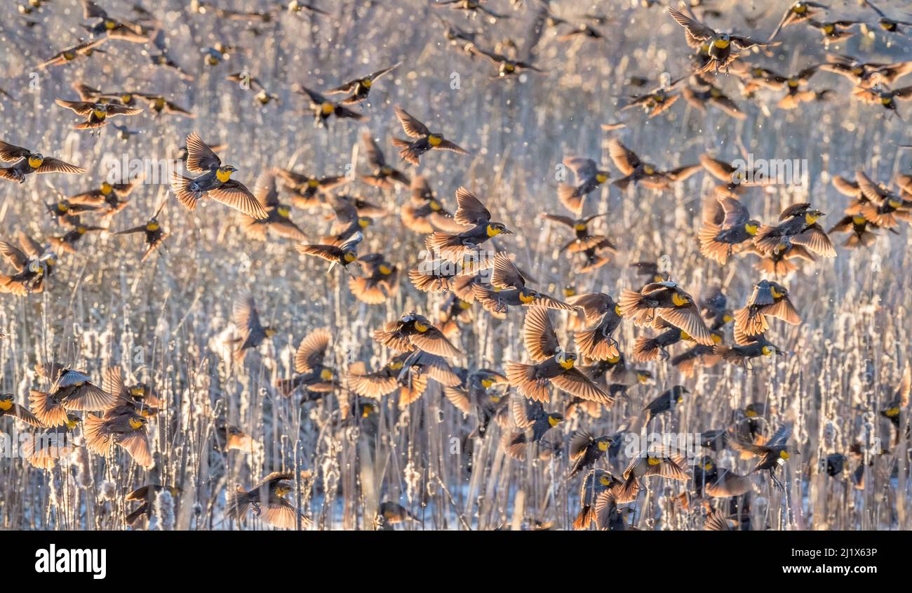 Les oiseaux noirs à tête jaune (Xanthocephalus xanthocephalus) descendent dans les queues des marais au coucher du soleil, au cours du tirage au sort de Whitewater, au Arizona State Game et F Banque D'Images