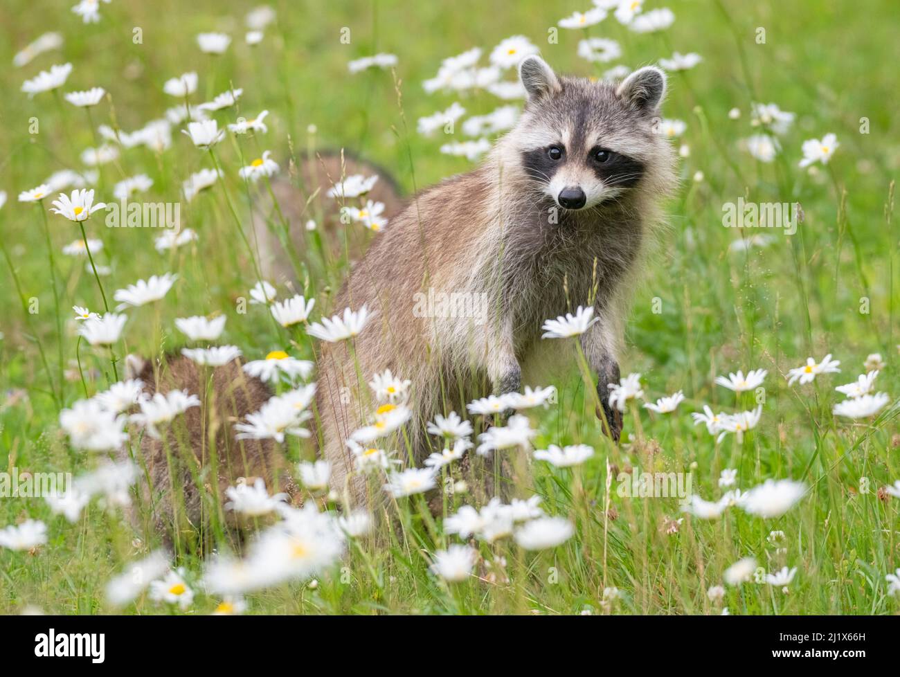 Raccoon (Procyon lotor) femelle avec cub parmi les fleurs, parc national Acadia, Maine, États-Unis. Banque D'Images