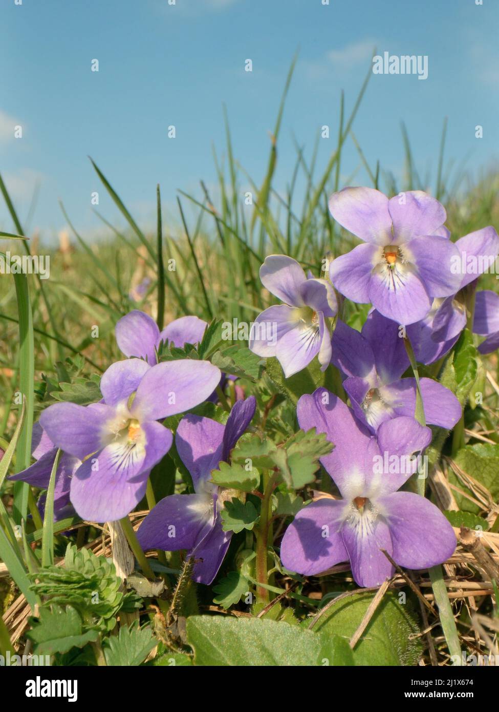 Violette (Viola hirta poilue) touffe floraison dans une prairie prairie de craie, Wiltshire, Royaume-Uni, mars. Banque D'Images