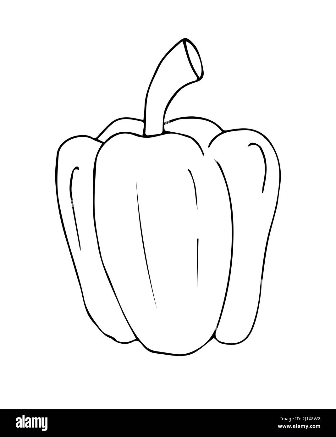 Dessin vectoriel de poivron à la main isolé sur fond blanc Illustration de Vecteur