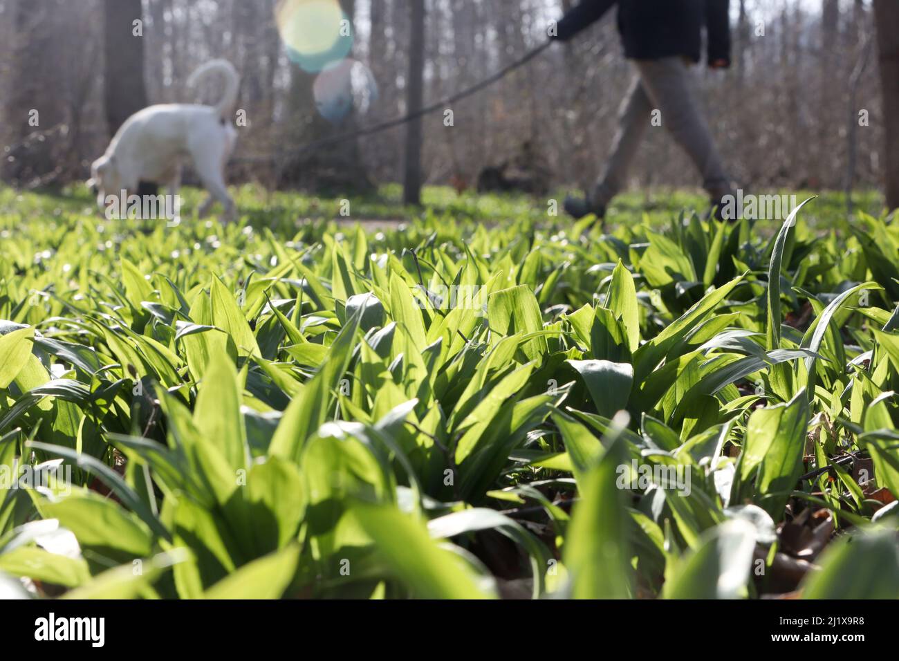 21 mars 2022, Saxe-Anhalt, Quedlinbrug : l'ail sauvage pousse en grande quantité dans le Brühlpark de la ville de Harz. L'espèce végétale est liée à la ciboulette, aux oignons et à l'ail. Le légume sauvage apprécié est souvent recueilli et transformé, par exemple, en pesto et est également adapté contre la fatigue printanière. La récolte de la plante n'est autorisée que dans la taille d'un bouquet de main. Photo: Matthias Bein/dpa-Zentralbild/ZB Banque D'Images