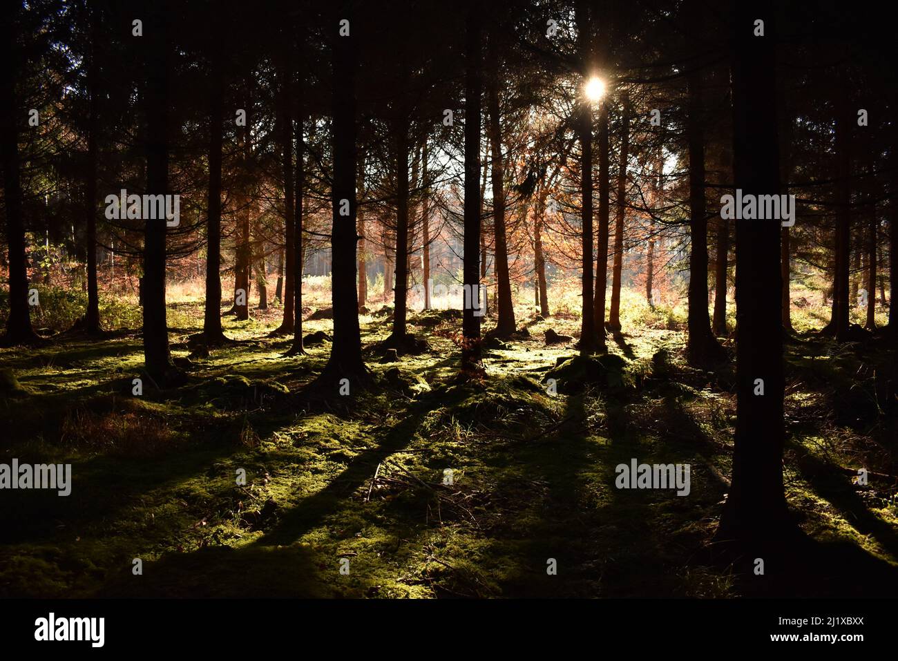 arbres plantant de longues ombres dans la forêt bavaroise Banque D'Images