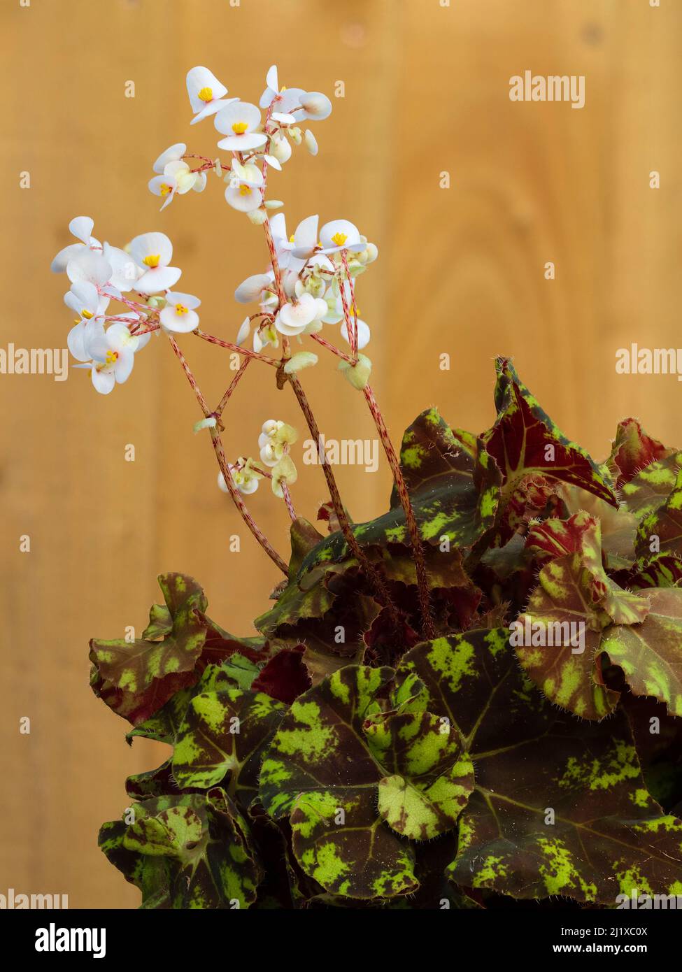 Les fleurs de printemps blanches se tiennent sur le feuillage brun et vert jaune de la plante de la maison d'appel d'offres, Begonia 'Zumba' Banque D'Images