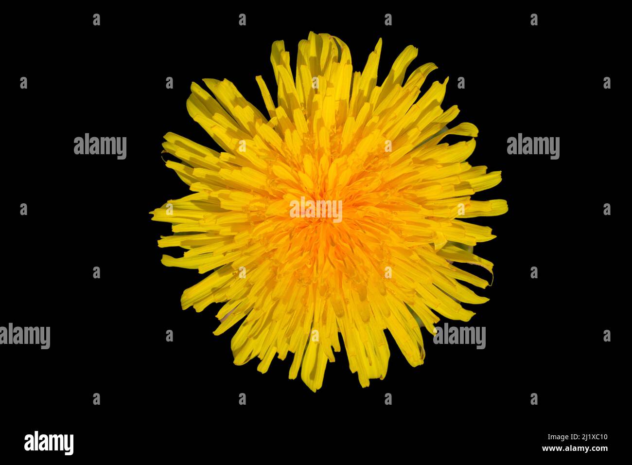 Gros plan de la fleur de pissenlit commun isolée sur le noir Banque D'Images