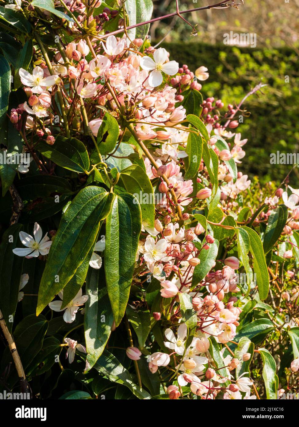 Bourgeons roses et fleurs blanches du grimpeur robuste à fleurs du début du printemps, Clematis armandii 'Apple Blossom' Banque D'Images