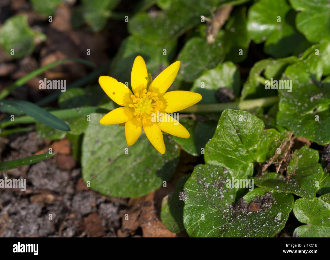Moindre celandine, une belle fleur jaune au début du printemps Banque D'Images
