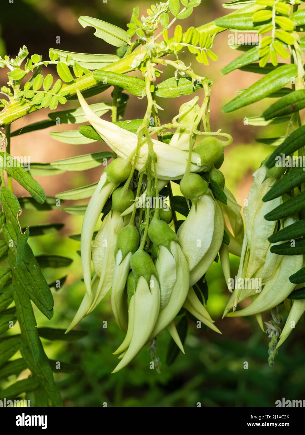 Fleurs blanches de la moitié rustiques faiblement grimpant le pois gloire, Clianthus puniceus 'Alba' Banque D'Images