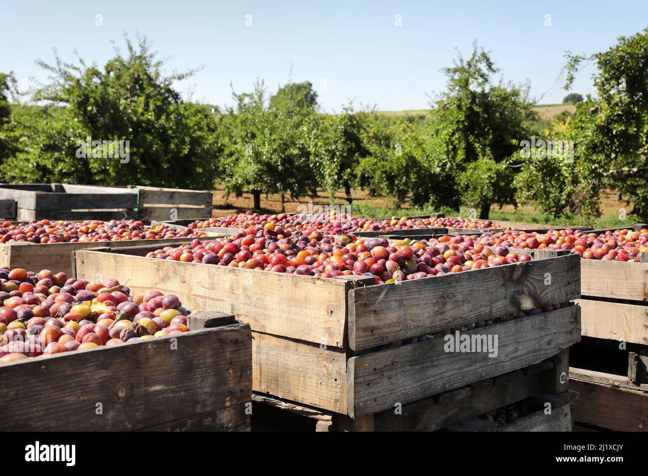 Culture des pruneaux d'Agen : vergers de pruniers d'Ente avec prunes mûres en caisses pendant la récolte, entre la mi-août et la mi-septembre Banque D'Images