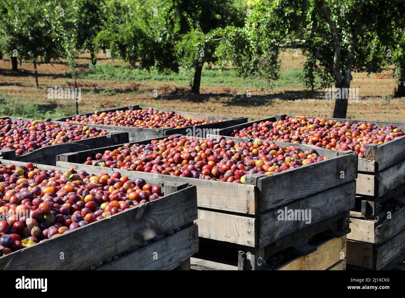 Culture des pruneaux d'Agen : vergers de pruniers d'Ente avec prunes mûres en caisses pendant la récolte, entre la mi-août et la mi-septembre Banque D'Images