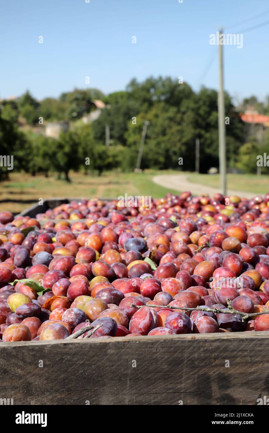 Culture des pruneaux d'Agen : vergers de pruniers d'Ente avec prunes mûres en caisses pendant la récolte, entre la mi-août et la mi-septembre Banque D'Images