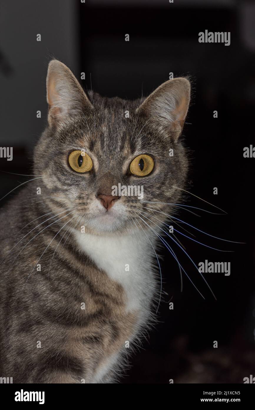 Un cliché vertical d'un chat avec une stase intense Banque D'Images