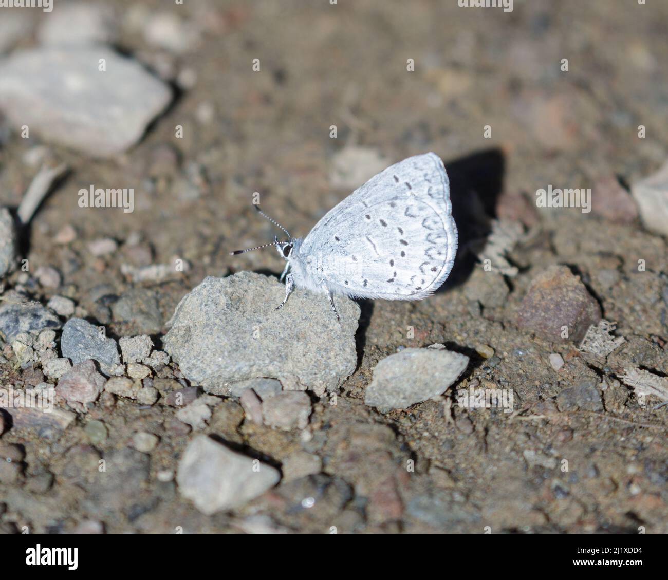 Echo Azure papillon perché sur le rocher. Comté de Santa Clara, Californie, États-Unis. Banque D'Images