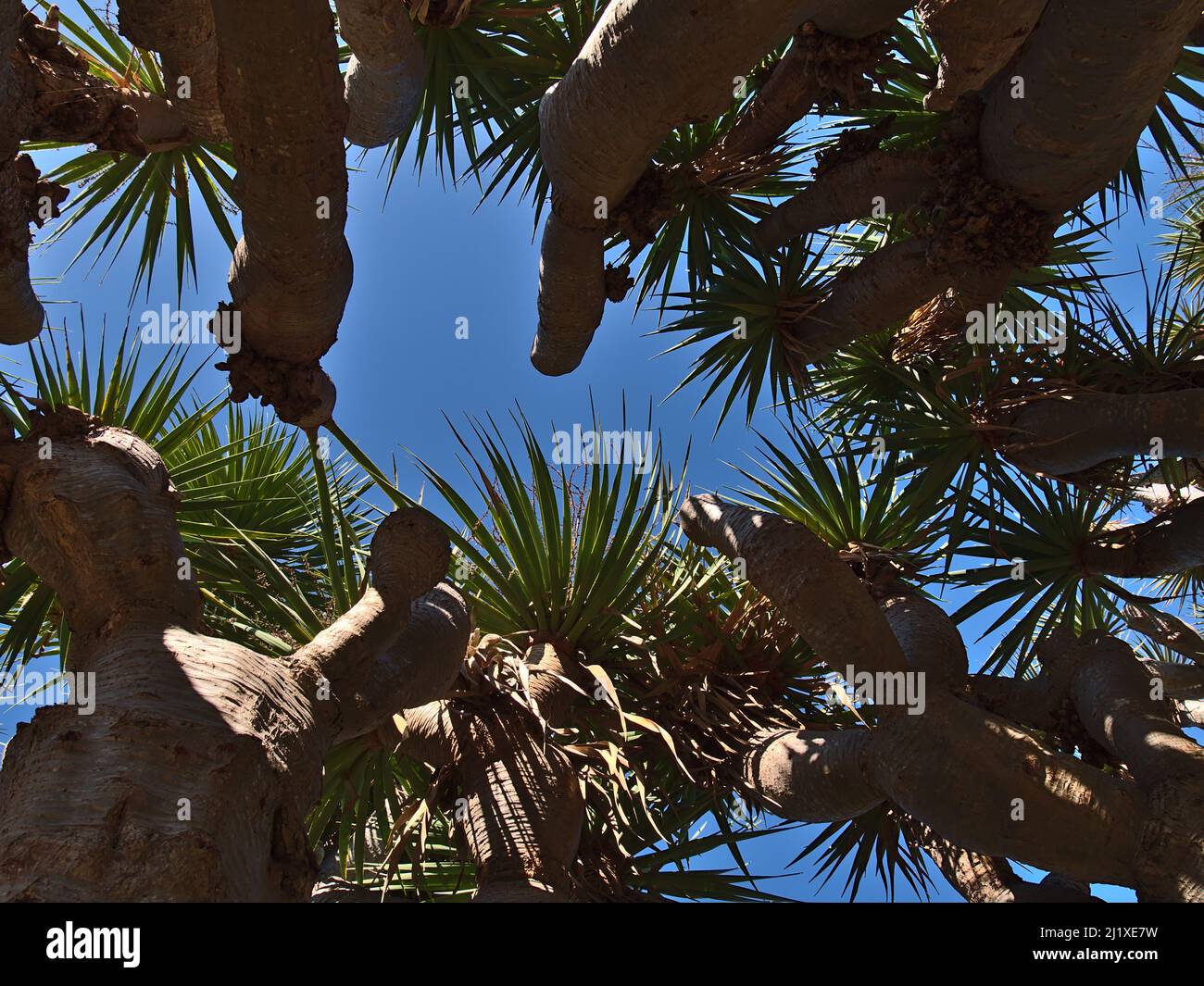 Vue à angle bas de la cime d'un vieil arbre dragon des îles Canaries (Dracaena draco) avec des feuilles vertes et des troncs bruns le jour ensoleillé avec ciel bleu. Banque D'Images