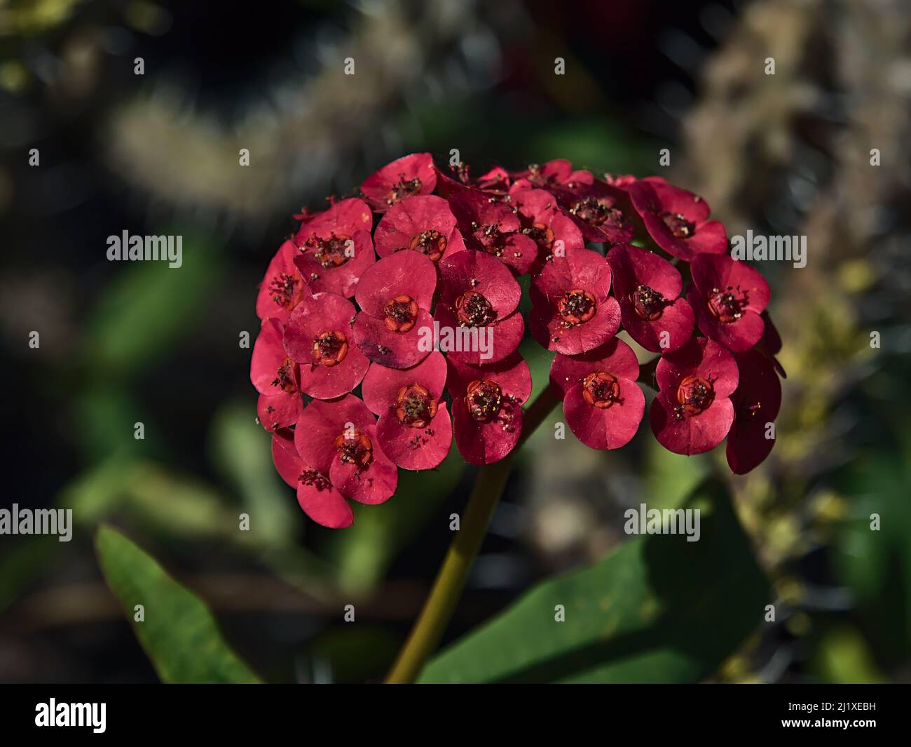 Vue rapprochée de l'inflorescence rouge foncé d'une belle plante du Christ (Euphorbia milii, également couronne d'épines) le jour ensoleillé de l'hiver. Banque D'Images